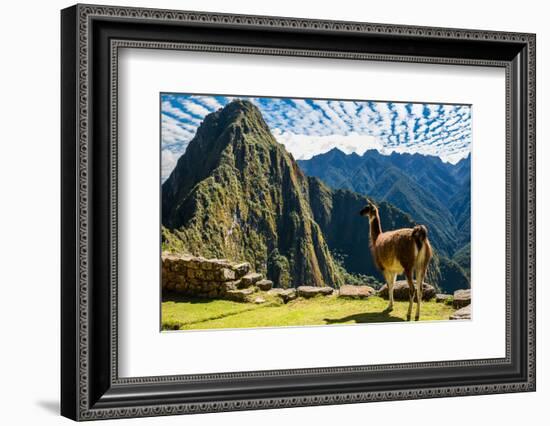 Llama at Machu Picchu, Incas Ruins in the Peruvian Andes at Cuzco Peru-OSTILL-Framed Photographic Print