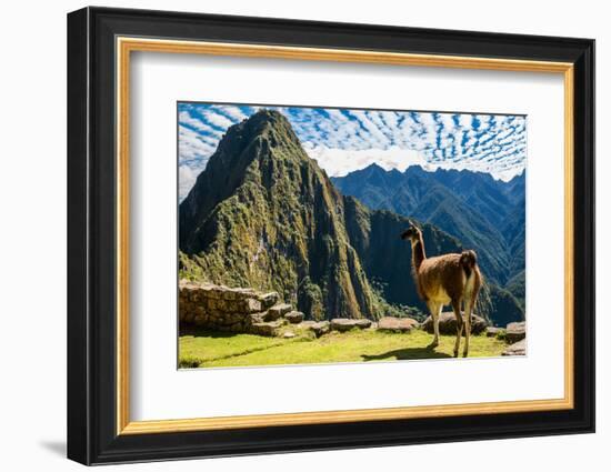 Llama at Machu Picchu, Incas Ruins in the Peruvian Andes at Cuzco Peru-OSTILL-Framed Photographic Print