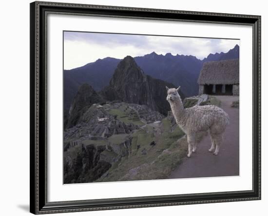 Llama by Guard House, Ruins, Machu Picchu, Peru-Claudia Adams-Framed Photographic Print