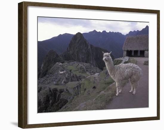 Llama by Guard House, Ruins, Machu Picchu, Peru-Claudia Adams-Framed Photographic Print