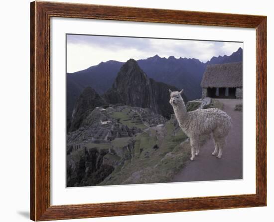 Llama by Guard House, Ruins, Machu Picchu, Peru-Claudia Adams-Framed Photographic Print