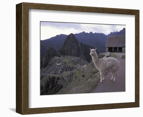 Llama by Guard House, Ruins, Machu Picchu, Peru-Claudia Adams-Framed Photographic Print