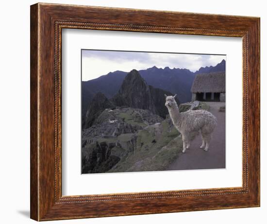 Llama by Guard House, Ruins, Machu Picchu, Peru-Claudia Adams-Framed Photographic Print