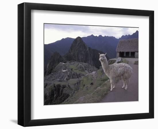 Llama by Guard House, Ruins, Machu Picchu, Peru-Claudia Adams-Framed Photographic Print