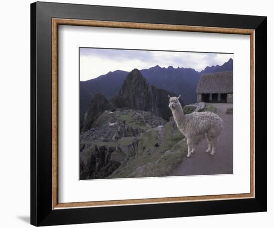 Llama by Guard House, Ruins, Machu Picchu, Peru-Claudia Adams-Framed Photographic Print