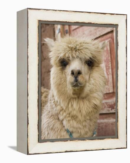 Llama, Cuzco, Peru-Merrill Images-Framed Premier Image Canvas