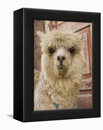 Llama, Cuzco, Peru-Merrill Images-Framed Premier Image Canvas