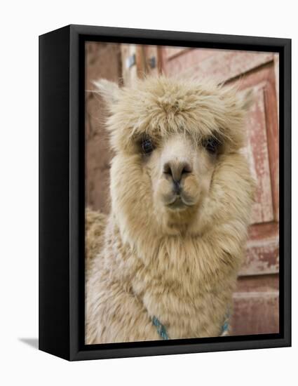 Llama, Cuzco, Peru-Merrill Images-Framed Premier Image Canvas