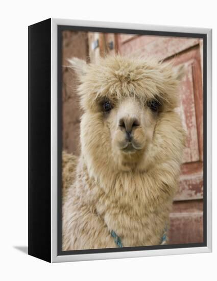 Llama, Cuzco, Peru-Merrill Images-Framed Premier Image Canvas