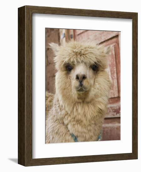 Llama, Cuzco, Peru-Merrill Images-Framed Premium Photographic Print