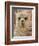 Llama, Cuzco, Peru-Merrill Images-Framed Photographic Print