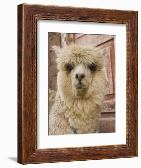 Llama, Cuzco, Peru-Merrill Images-Framed Photographic Print