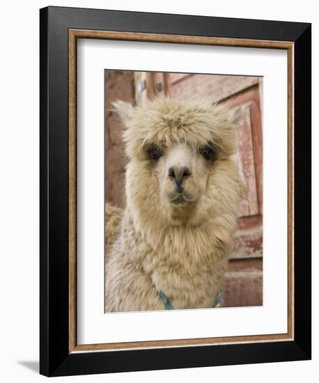 Llama, Cuzco, Peru-Merrill Images-Framed Photographic Print