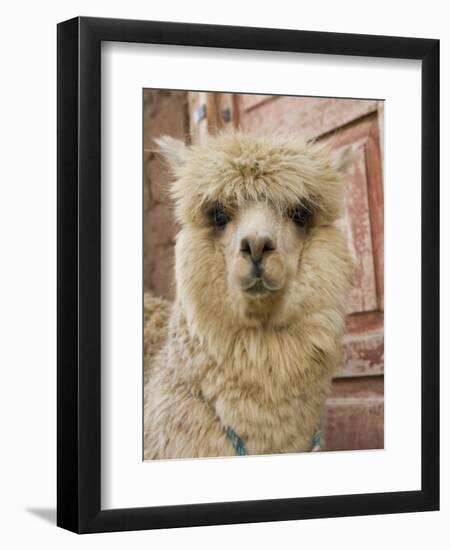 Llama, Cuzco, Peru-Merrill Images-Framed Photographic Print