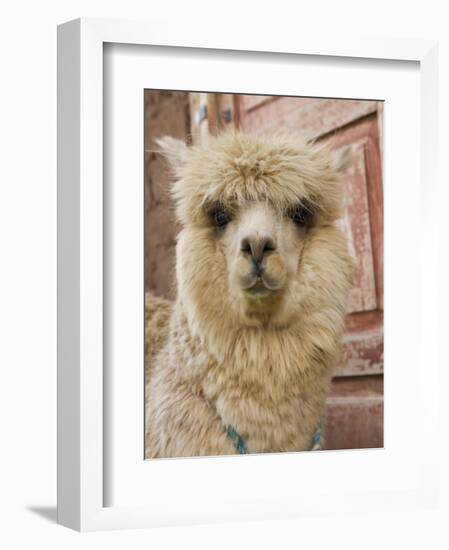 Llama, Cuzco, Peru-Merrill Images-Framed Photographic Print