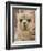 Llama, Cuzco, Peru-Merrill Images-Framed Photographic Print