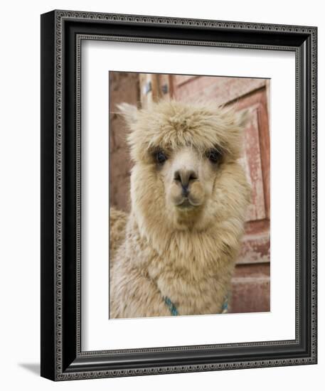 Llama, Cuzco, Peru-Merrill Images-Framed Photographic Print