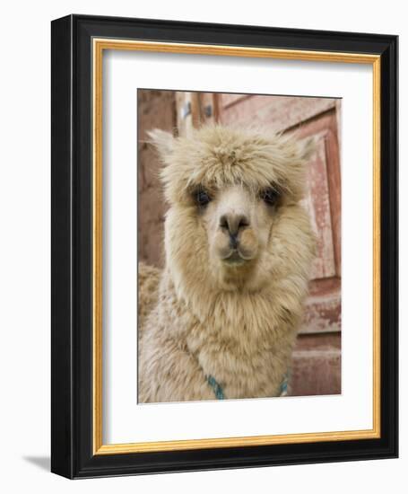 Llama, Cuzco, Peru-Merrill Images-Framed Photographic Print