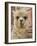 Llama, Cuzco, Peru-Merrill Images-Framed Photographic Print