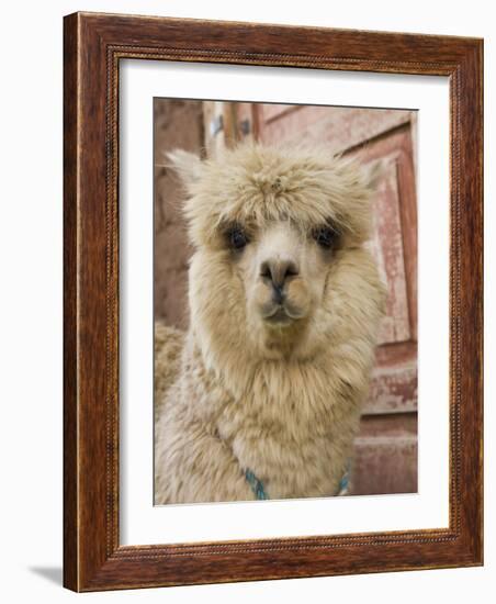 Llama, Cuzco, Peru-Merrill Images-Framed Photographic Print