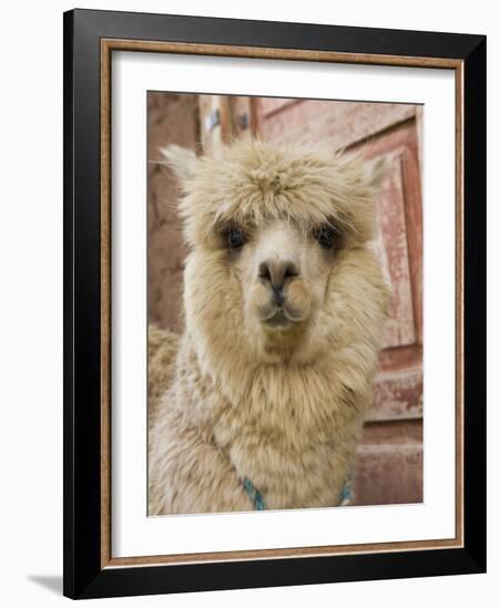 Llama, Cuzco, Peru-Merrill Images-Framed Photographic Print