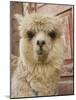 Llama, Cuzco, Peru-Merrill Images-Mounted Photographic Print