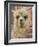 Llama, Cuzco, Peru-Merrill Images-Framed Photographic Print