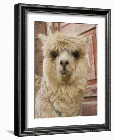 Llama, Cuzco, Peru-Merrill Images-Framed Photographic Print