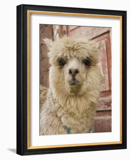 Llama, Cuzco, Peru-Merrill Images-Framed Photographic Print