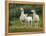 Llama Family-Richardson Rolf-Framed Premier Image Canvas