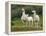 Llama Family-Richardson Rolf-Framed Premier Image Canvas