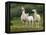 Llama Family-Richardson Rolf-Framed Premier Image Canvas