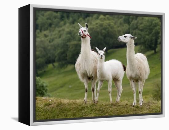 Llama Family-Richardson Rolf-Framed Premier Image Canvas