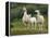 Llama Family-Richardson Rolf-Framed Premier Image Canvas