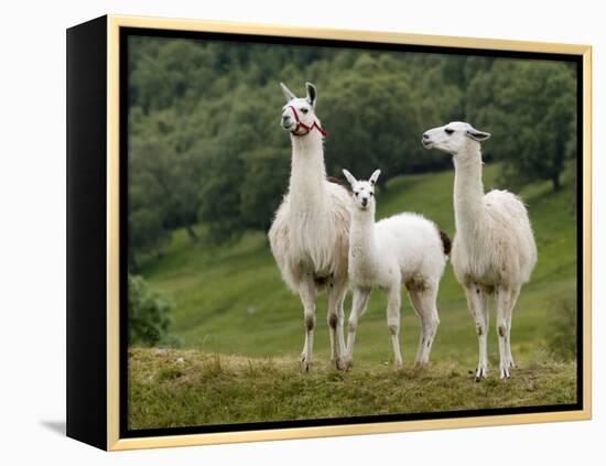 Llama Family-Richardson Rolf-Framed Premier Image Canvas