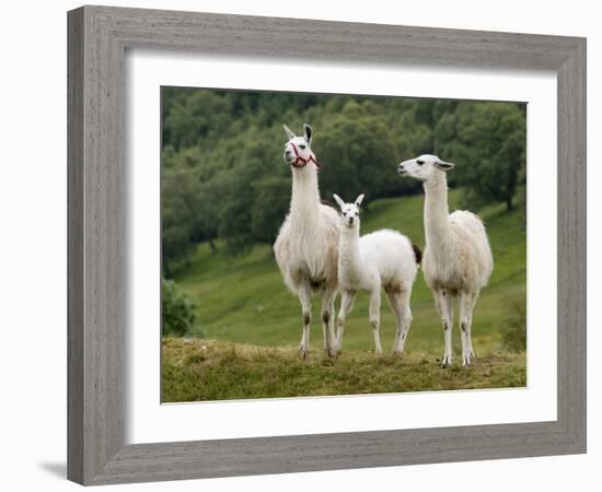 Llama Family-Richardson Rolf-Framed Photographic Print