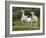 Llama Family-Richardson Rolf-Framed Photographic Print