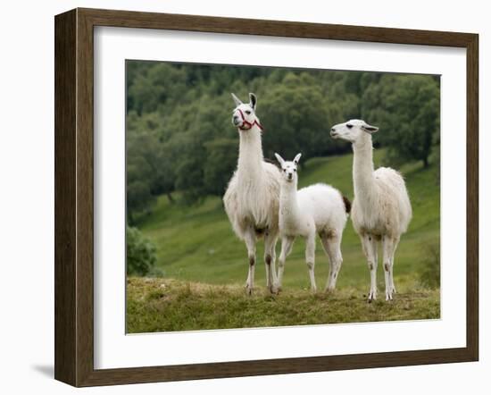 Llama Family-Richardson Rolf-Framed Photographic Print