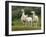 Llama Family-Richardson Rolf-Framed Photographic Print