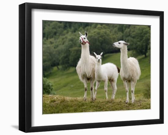 Llama Family-Richardson Rolf-Framed Photographic Print