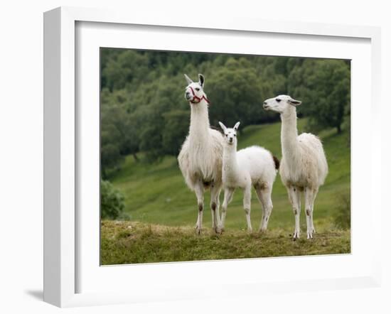 Llama Family-Richardson Rolf-Framed Photographic Print