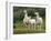 Llama Family-Richardson Rolf-Framed Photographic Print