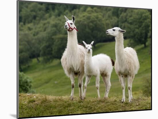 Llama Family-Richardson Rolf-Mounted Photographic Print