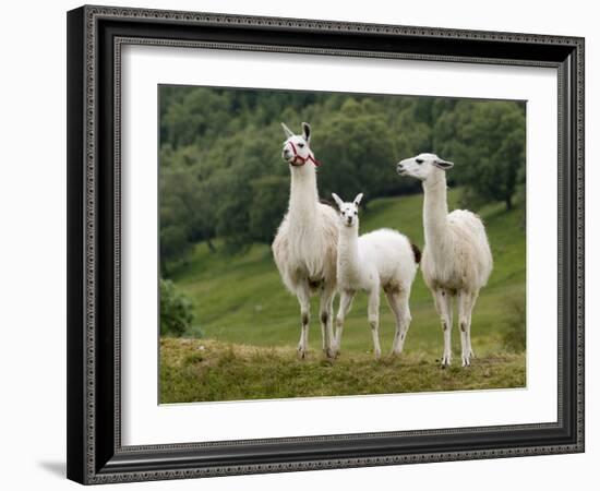 Llama Family-Richardson Rolf-Framed Photographic Print