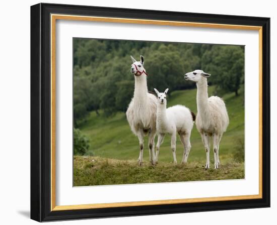 Llama Family-Richardson Rolf-Framed Photographic Print