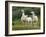 Llama Family-Richardson Rolf-Framed Photographic Print