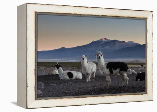 Llama Gathering in the Sajama National Park-Alex Saberi-Framed Premier Image Canvas