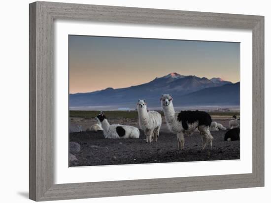 Llama Gathering in the Sajama National Park-Alex Saberi-Framed Photographic Print