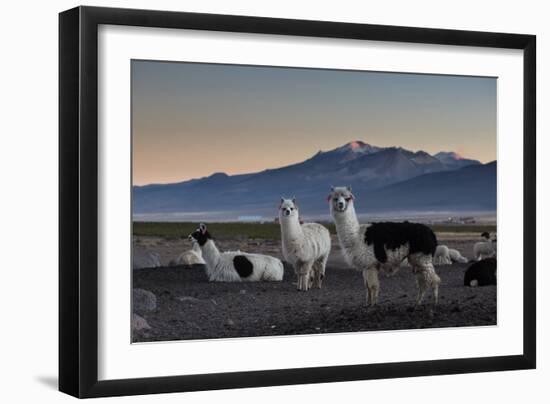 Llama Gathering in the Sajama National Park-Alex Saberi-Framed Photographic Print