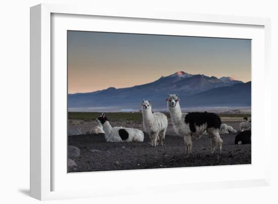 Llama Gathering in the Sajama National Park-Alex Saberi-Framed Photographic Print